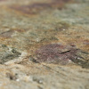 Каменный шпон Slate-Lite Auro (Ауро) 122х61см (0,74 м.кв) Слюда